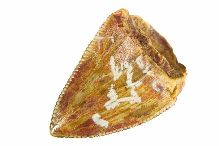Serrated, Fossil Phytosaur (Redondasaurus) Tooth - New Mexico #294969